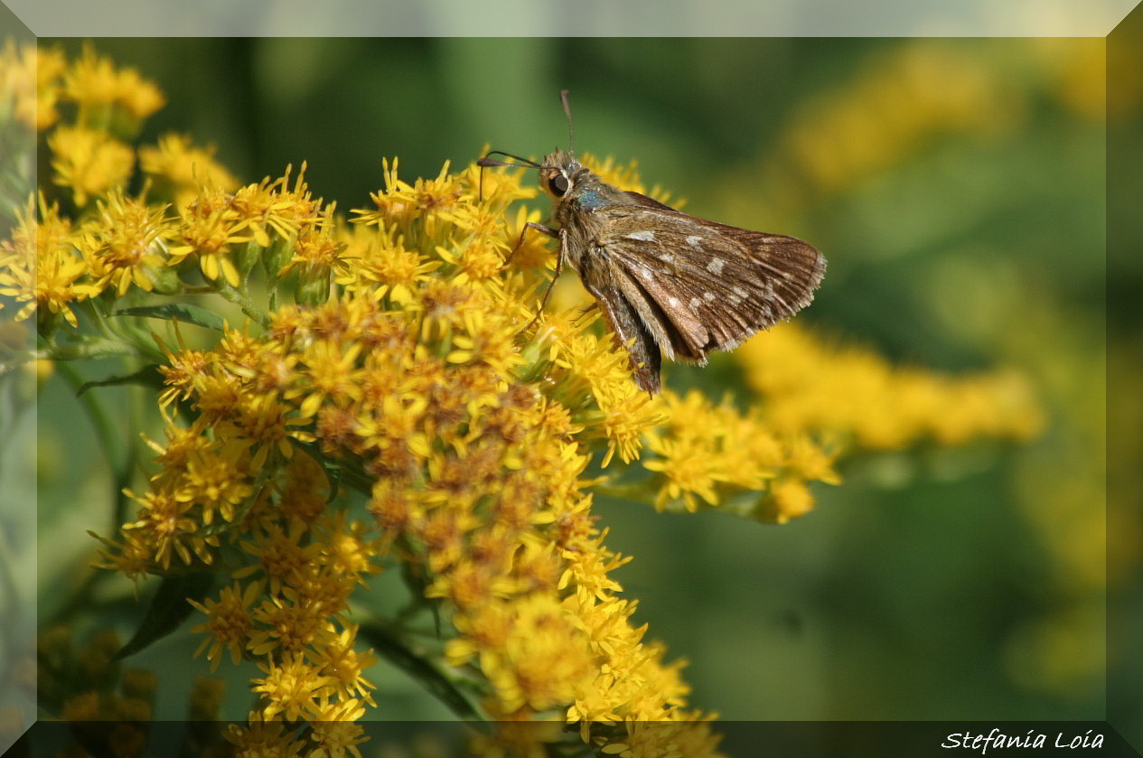 Hesperia comma Vs Ochlodes sylvanus (?)